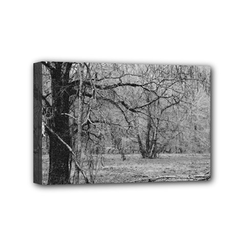 Black And White Forest 4  X 6  Framed Canvas Print by Elanga