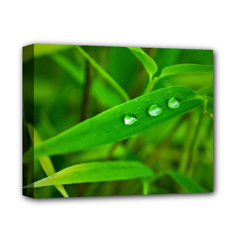 Bamboo Leaf With Drops Deluxe Canvas 14  X 11  (framed) by Siebenhuehner