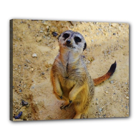 Lovely Meerkat 515p Canvas 20  X 16  by ImpressiveMoments