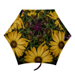 Beautiful Colourful African Daisies  Mini Folding Umbrellas by OZMedia