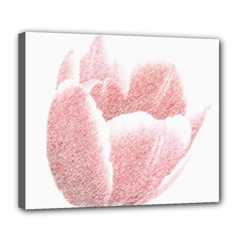 Tulip Red Pencil Drawing Art Deluxe Canvas 24  X 20   by picsaspassion