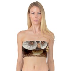 Owl And Black Cat Bandeau Top by Nexatart