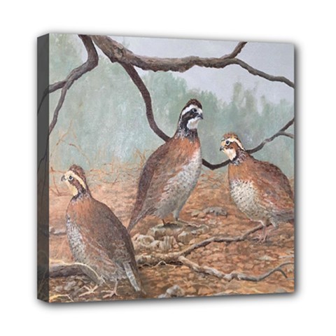 Bob White Quail Mini Canvas 8  X 8  by digitaldivadesigns