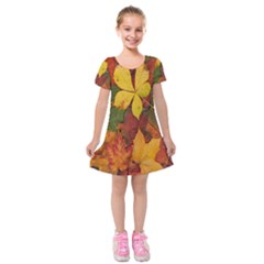 Colorful Autumn Leaves Leaf Background Kids  Short Sleeve Velvet Dress by Amaryn4rt