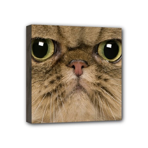 Cute Persian Catface In Closeup Mini Canvas 4  X 4  by BangZart