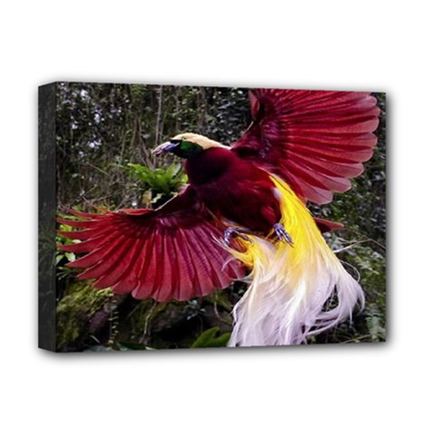 Cendrawasih Beautiful Bird Of Paradise Deluxe Canvas 16  X 12   by BangZart