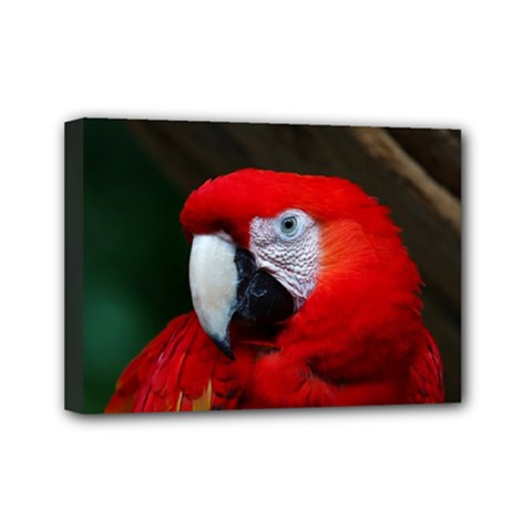 Scarlet Macaw Bird Mini Canvas 7  X 5  by BangZart