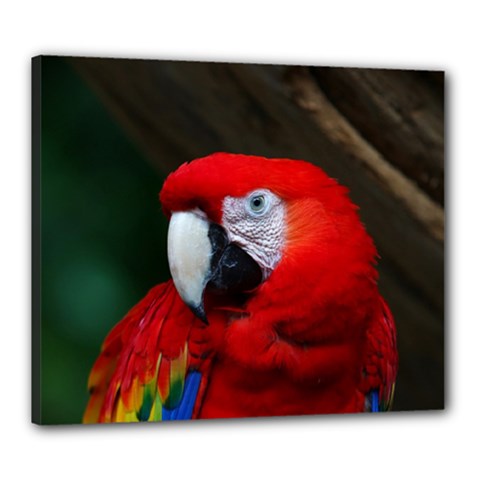 Scarlet Macaw Bird Canvas 24  X 20  by BangZart