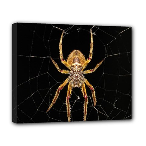 Insect Macro Spider Colombia Deluxe Canvas 20  X 16   by BangZart