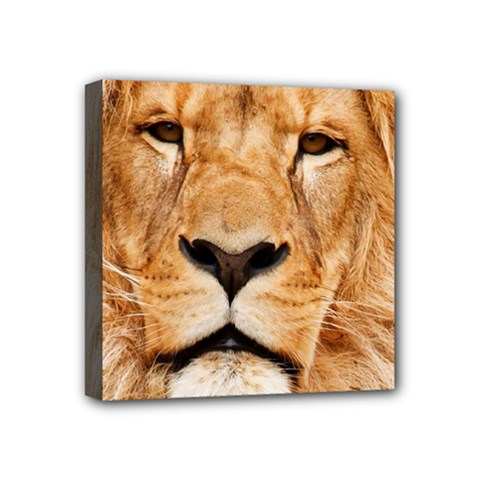 Africa African Animal Cat Close Up Mini Canvas 4  X 4  by BangZart