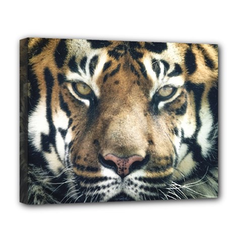 Tiger Bengal Stripes Eyes Close Deluxe Canvas 20  X 16   by BangZart