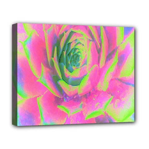 Lime Green And Pink Succulent Sedum Rosette Deluxe Canvas 20  X 16  (stretched) by myrubiogarden