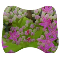 Hot Pink Succulent Sedum With Fleshy Green Leaves Velour Head Support Cushion by myrubiogarden