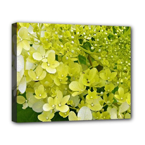 Elegant Chartreuse Green Limelight Hydrangea Macro Deluxe Canvas 20  X 16  (stretched) by myrubiogarden