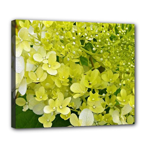 Elegant Chartreuse Green Limelight Hydrangea Macro Deluxe Canvas 24  X 20  (stretched) by myrubiogarden