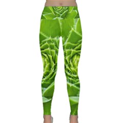 Wurz Houseleek Turmeric Plant Lightweight Velour Classic Yoga Leggings by Pakrebo