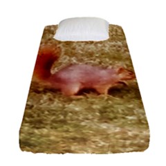 Squirrel Fitted Sheet (single Size) by Riverwoman