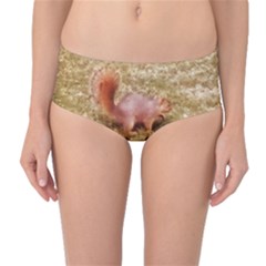 Squirrel Mid-waist Bikini Bottoms by Riverwoman