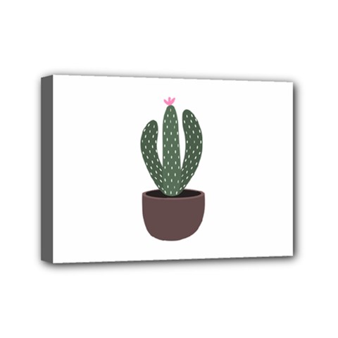 Cactus Mini Canvas 7  X 5  (stretched) by CuteKingdom