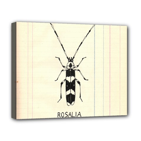 Banded Alder Borer  Deluxe Canvas 20  X 16  (stretched) by Limerence