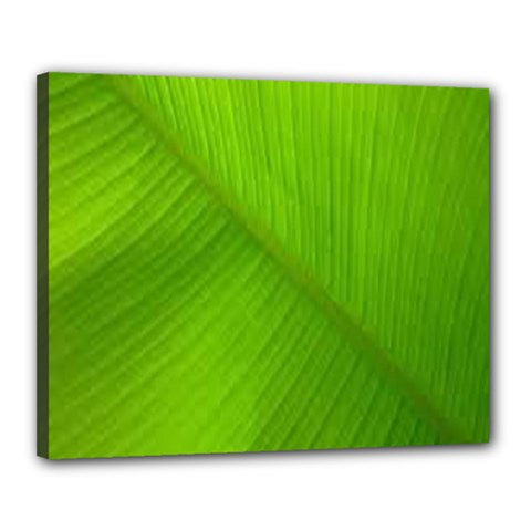 Banana Leaf Canvas 20  X 16  (stretched) by artworkshop