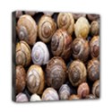 Snail Shells Pattern Arianta Arbustorum Mini Canvas 8  x 8  (Stretched) View1