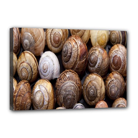 Snail Shells Pattern Arianta Arbustorum Canvas 18  X 12  (stretched) by artworkshop