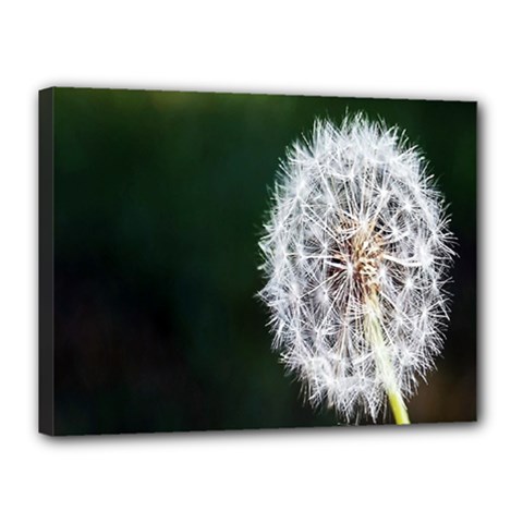 White Flower Canvas 16  X 12  (stretched) by Azkajaya