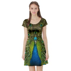 Peacock Feathers Bird Plumage Short Sleeve Skater Dress by Perong