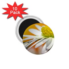 Daisy With Drops 1 75  Button Magnet (10 Pack) by Siebenhuehner