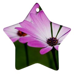 Osterspermum Star Ornament by Siebenhuehner