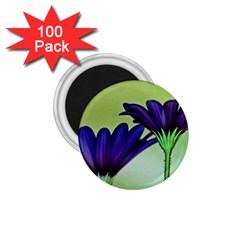 Osterspermum 1 75  Button Magnet (100 Pack) by Siebenhuehner