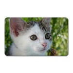 Young Cat Magnet (Rectangular) Front