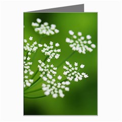 Queen Anne s Lace Greeting Card by Siebenhuehner