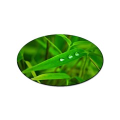 Bamboo Leaf With Drops Sticker (oval) by Siebenhuehner