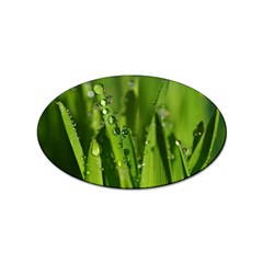 Grass Drops Sticker (oval) by Siebenhuehner