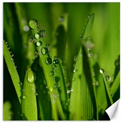 Grass Drops Canvas 16  X 16  (unframed) by Siebenhuehner