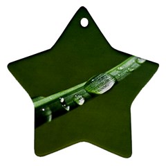 Grass Drops Star Ornament by Siebenhuehner