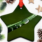 Grass Drops Star Ornament Front