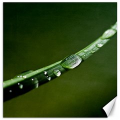 Grass Drops Canvas 16  X 16  (unframed) by Siebenhuehner