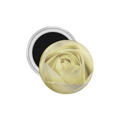  Cream Rose 1 75  Button Magnet by Colorfulart23