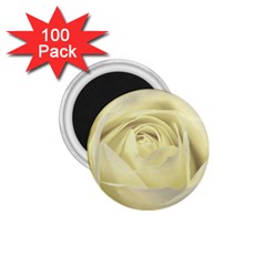  Cream Rose 1 75  Button Magnet (100 Pack) by Colorfulart23