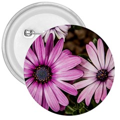 Beautiful Colourful African Daisies  3  Buttons by OZMedia