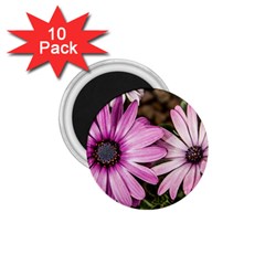 Beautiful Colourful African Daisies  1 75  Magnets (10 Pack)  by OZMedia