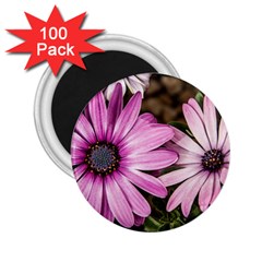 Beautiful Colourful African Daisies  2 25  Magnets (100 Pack)  by OZMedia