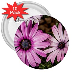 Beautiful Colourful African Daisies  3  Buttons (10 Pack)  by OZMedia