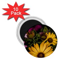 Beautiful Colourful African Daisies  1 75  Magnets (10 Pack)  by OZMedia