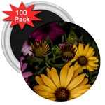 Beautiful Colourful African Daisies  3  Magnets (100 pack) Front