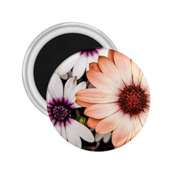 Beautiful Colourful African Daisies 2 25  Magnets by OZMedia