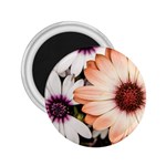 Beautiful Colourful African Daisies 2.25  Magnets Front